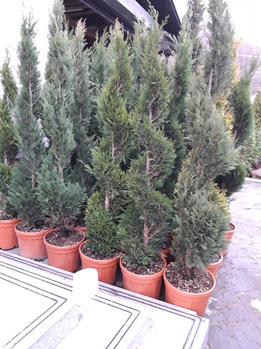 Vand tuia,magnolia,pin,gard viu,mesteacan etc