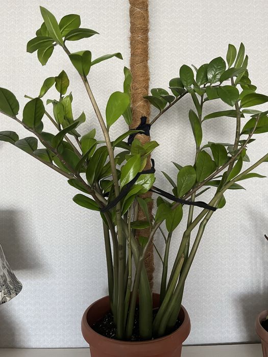 Замиокулькас большой