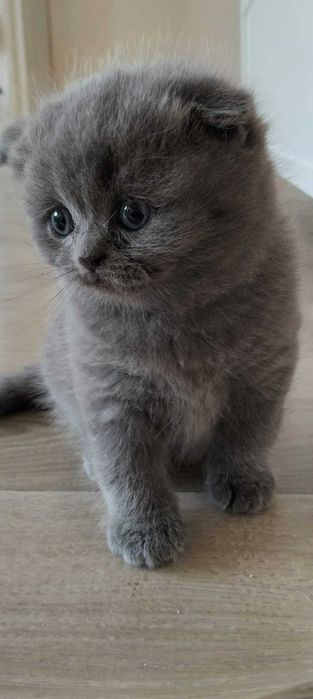 Pisicuțe de rasă 2 luni