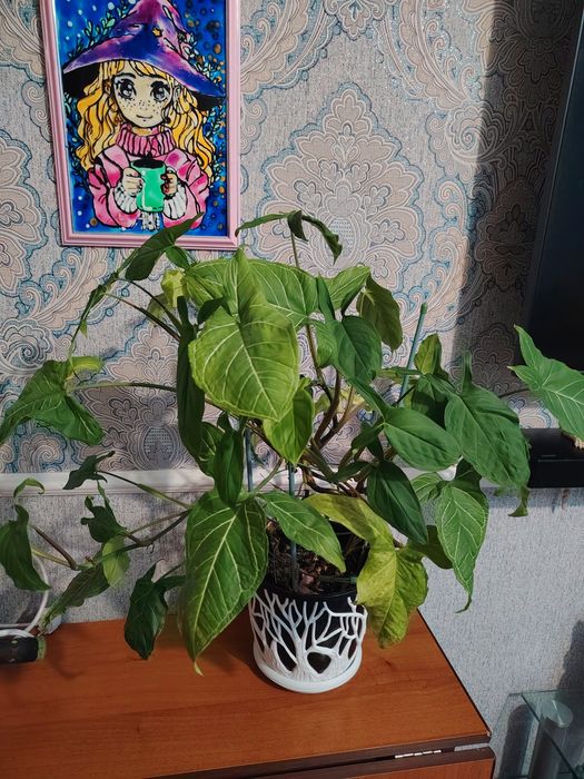 Комнатный цветок