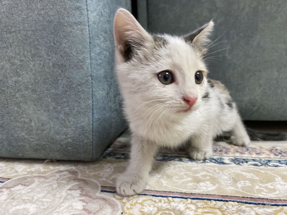 Отдам в добрые руки