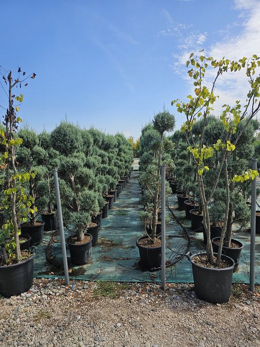 Catalpa globulara  artar