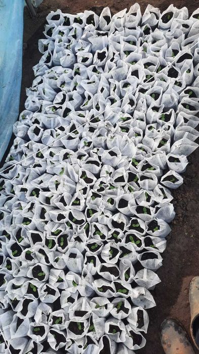 Продам рассаду огурцов