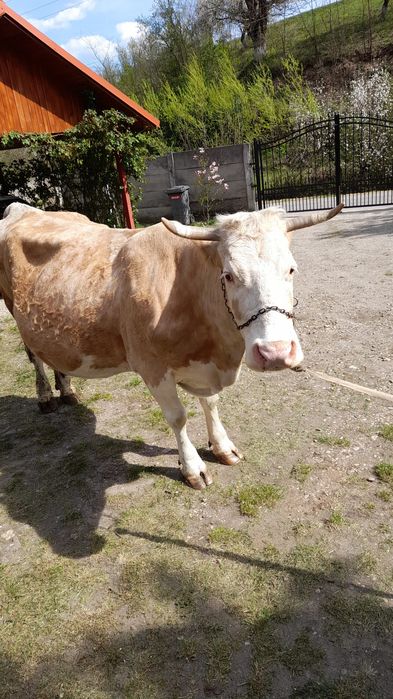 Vaca zimental bună de lapte