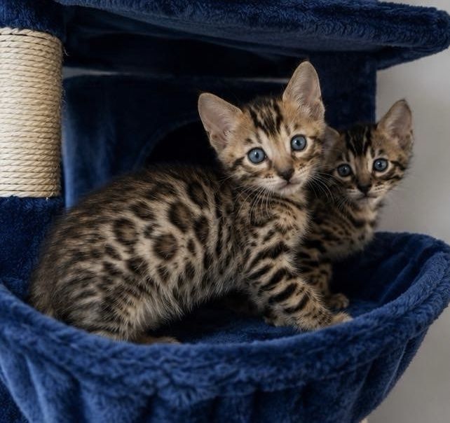 Бенгалска  котка