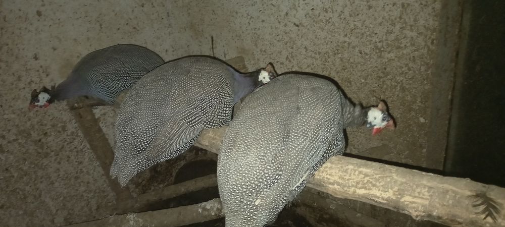 Цесарка 3штуки..