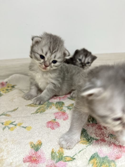 Бртаниский шиншила