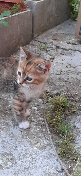 Подарявам  котенца на   два месеца