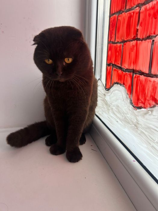 СРОЧНО отдам кота