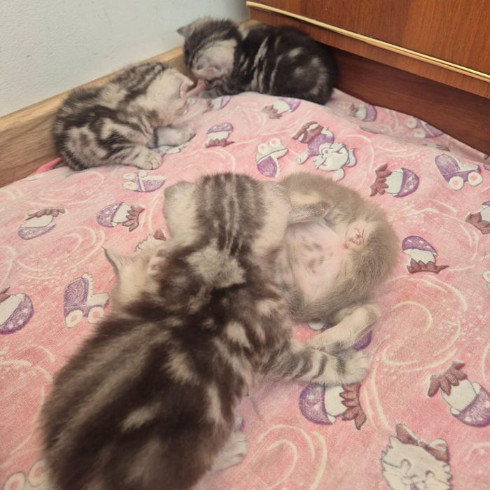 Котята шотландские