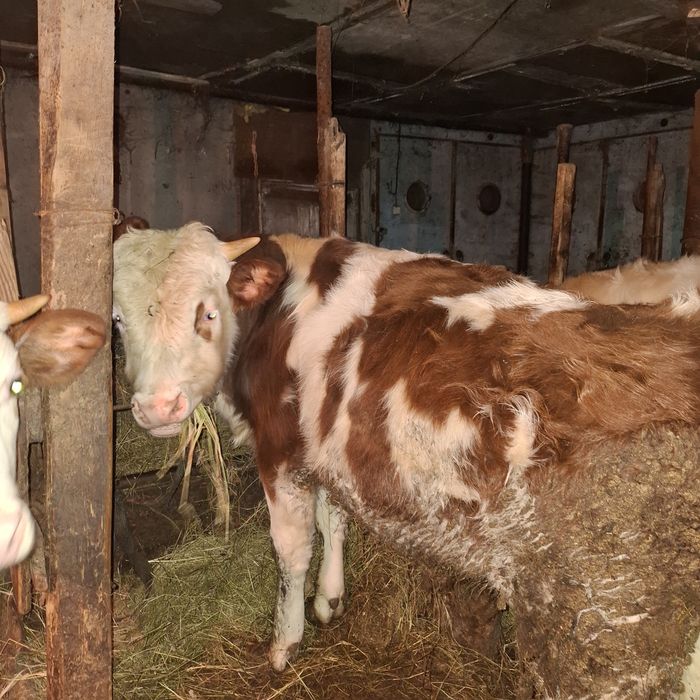 Продам коров бычков