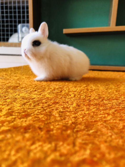 Karlik quyonchalar sotiladi