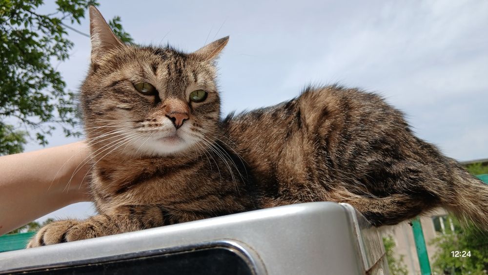 Пропала кошка хорошая