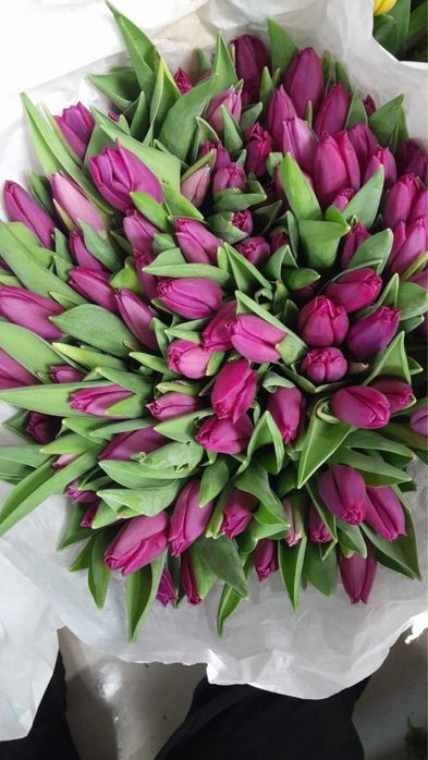 Предзаказ тюльпанов