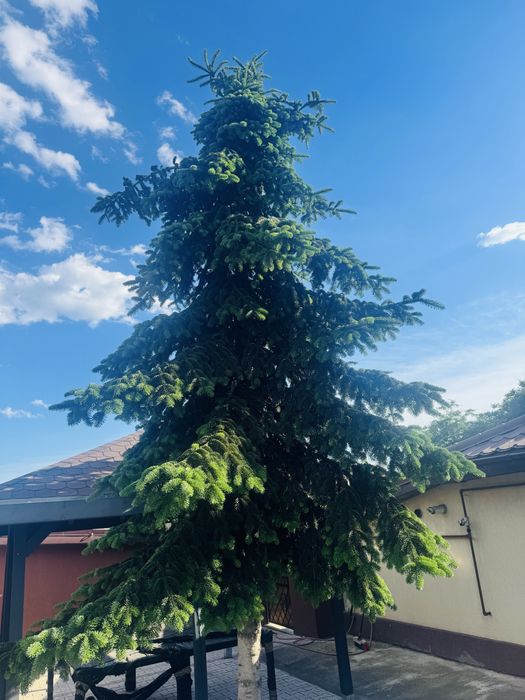 Brad ornamental 7-8 m