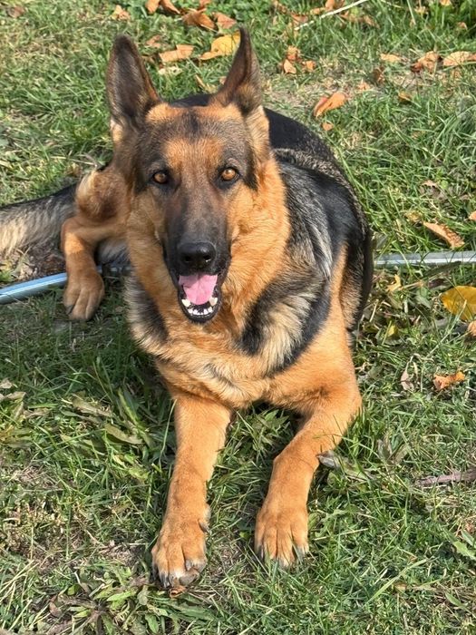 Ищу кобеля на вязку .