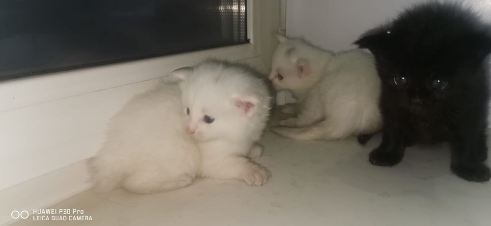 Мейн кун котята  мальчик и 2 девочки