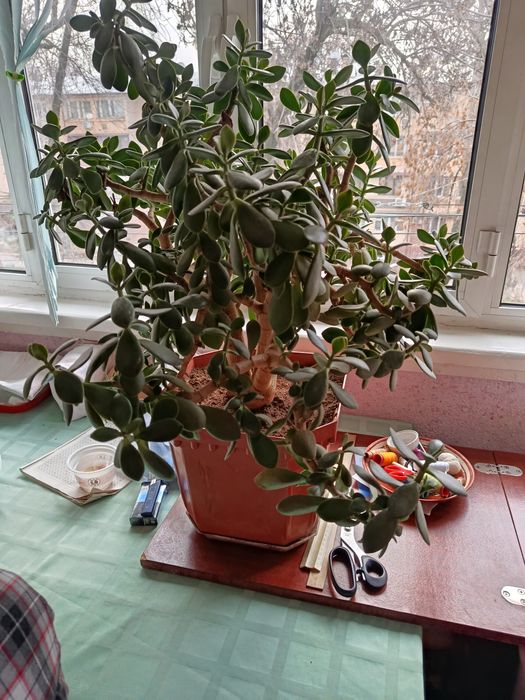 Продаю денежное дерево