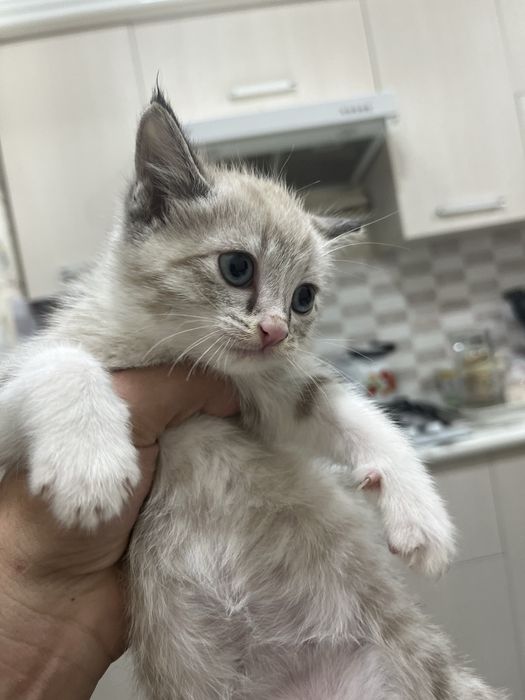 Продаются котята