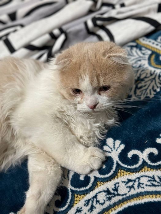 Продается котенок!