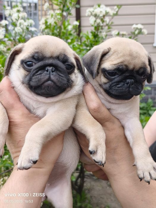 Очаровательные щенки мопса.