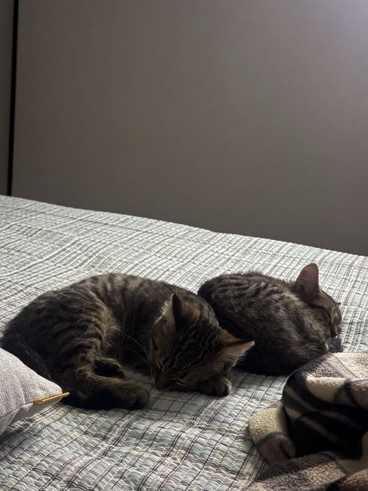 Отдам 2- х котят