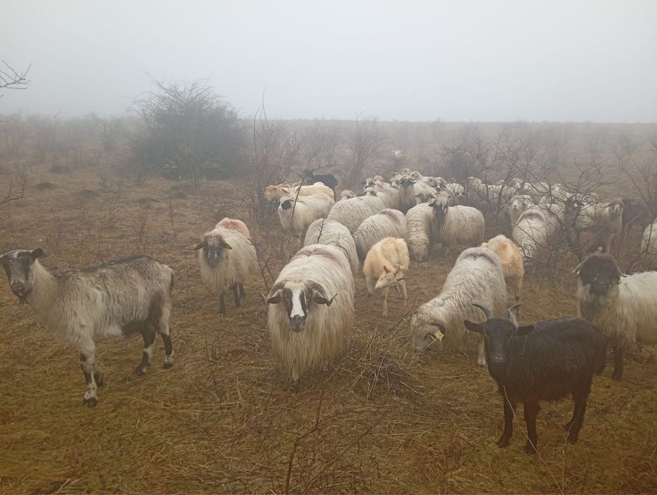 Vand oi mai multe detali in privat