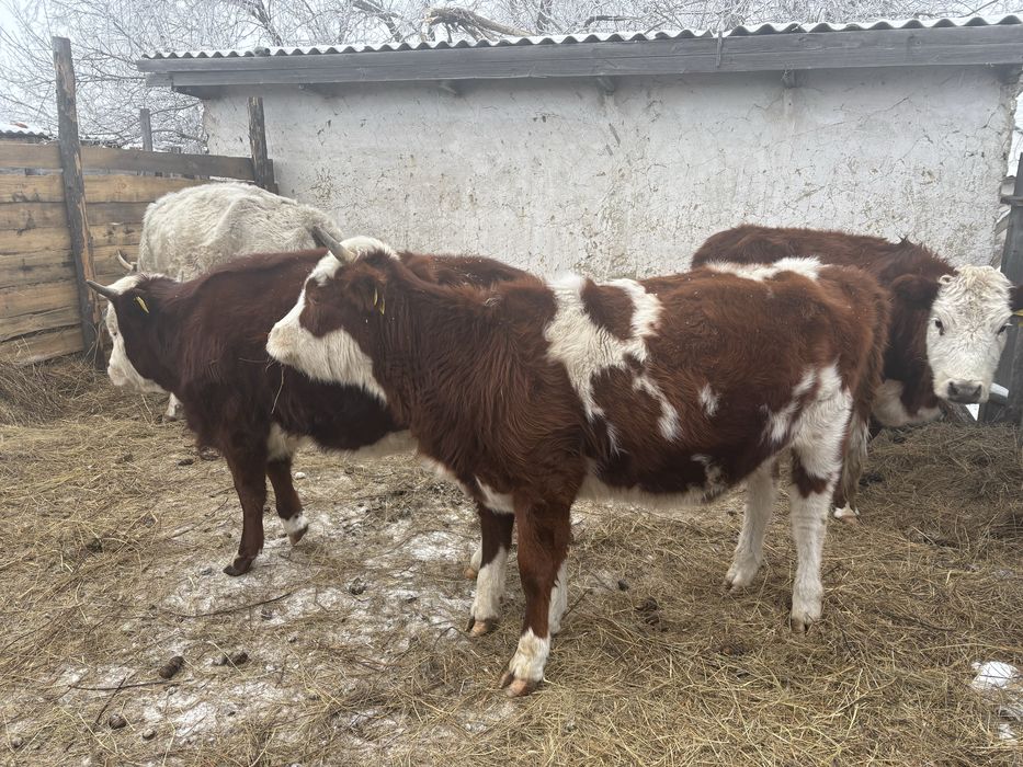 Продам двухлеток телок