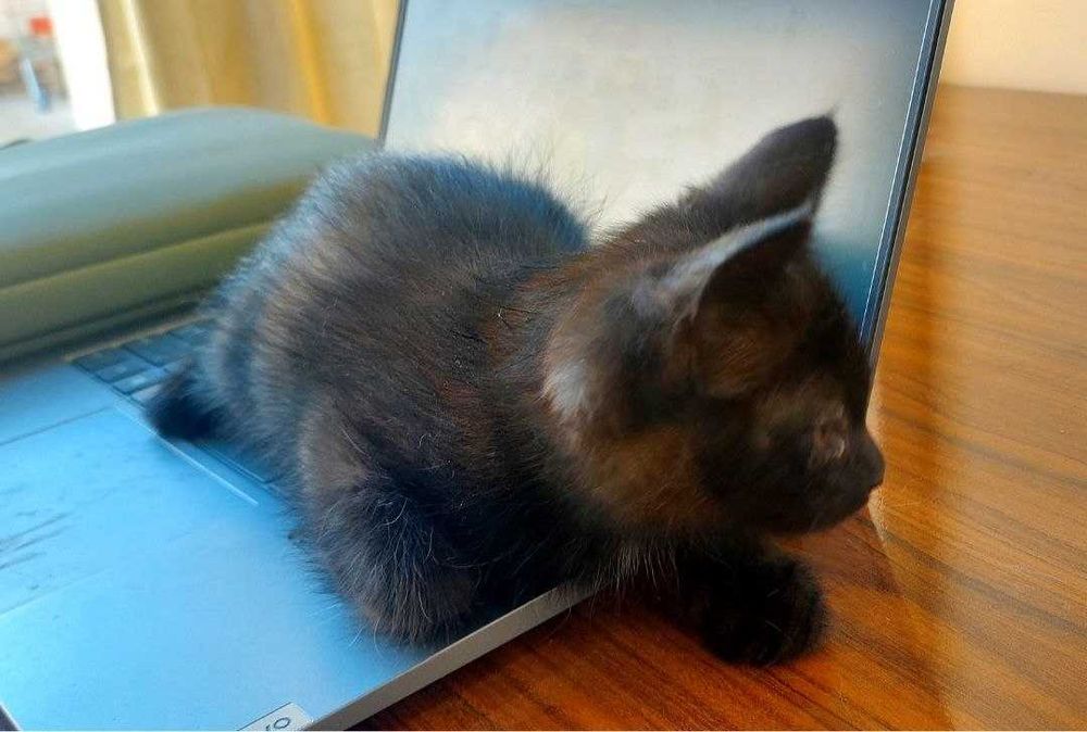 Котята в дар, ласковым хозяевам. "Черный кот ученный" и кошка "Хаски".