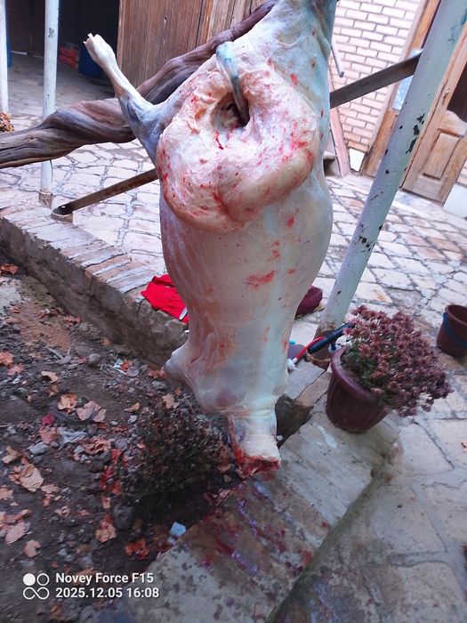 Semiz  qōchqorlar bor.