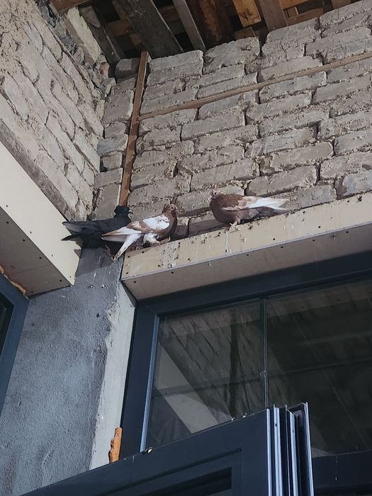 Kapyarlar sotiladi