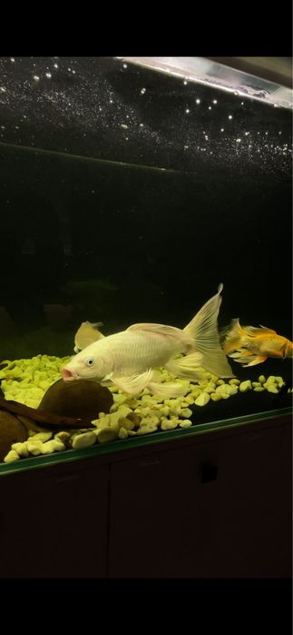 Карп Кои платина вуаль