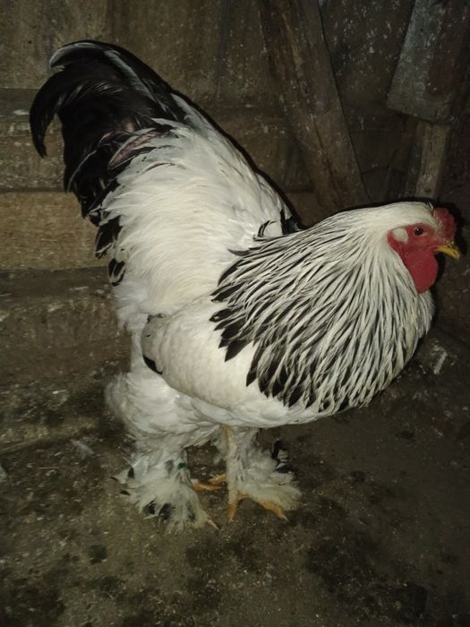 Vând cocoș brahma Columbia alb-negru