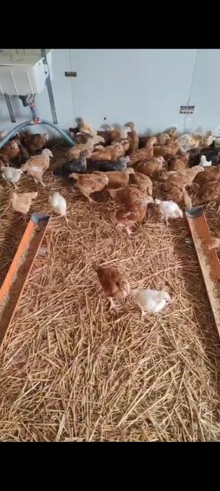 Vând pui rasa mixta sau albi de carne