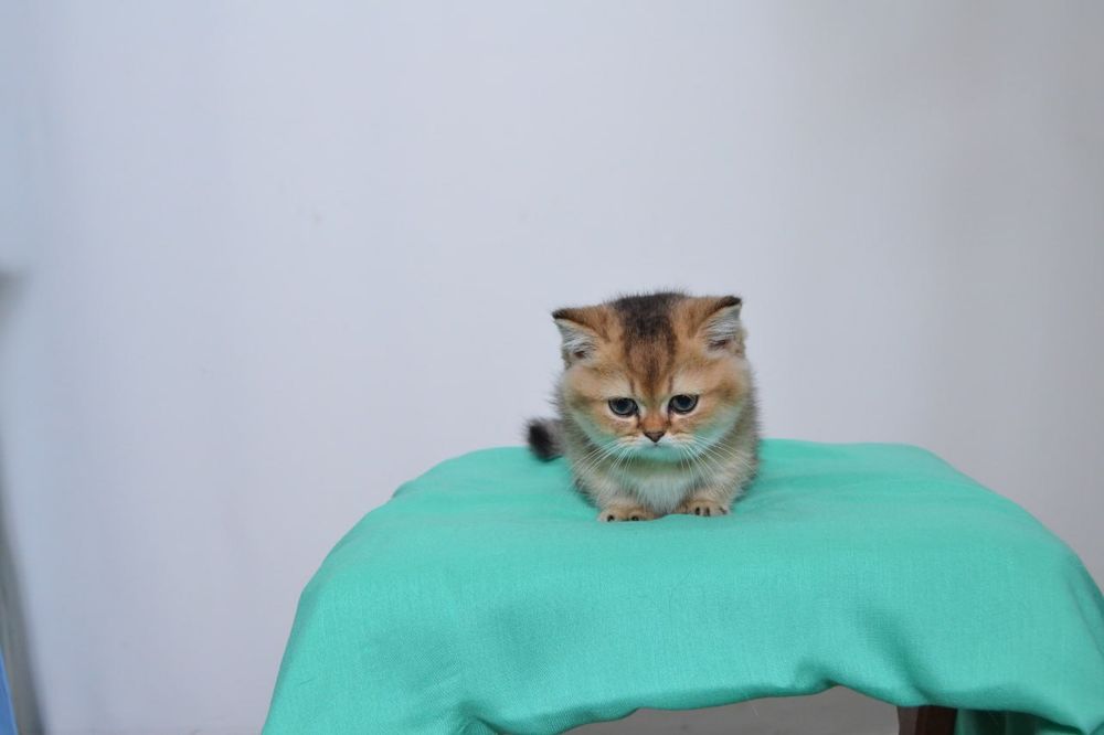 Скотиш килт(манчкин),девочка