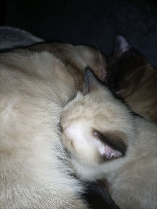 Сиамские котята.