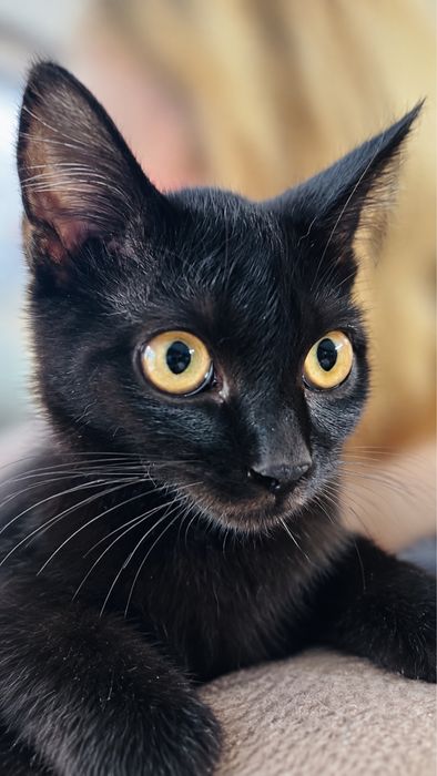 Котенок мальчик ищет самых любящих хозяев