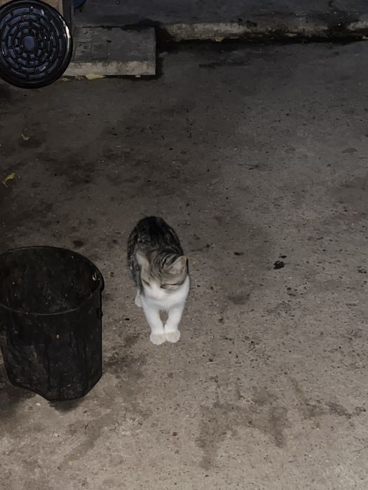 Подарявам котенца