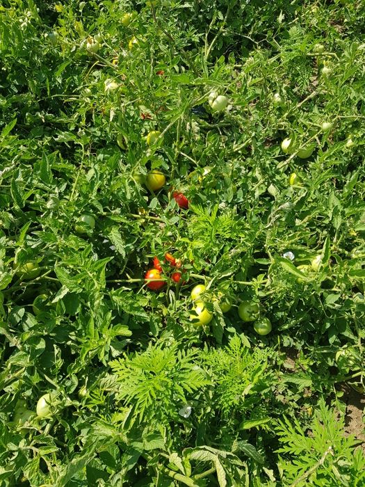 Roșii de câmp de la producător local Macea