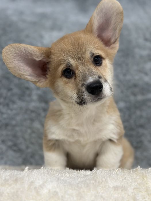 Супер малыши вельш корги