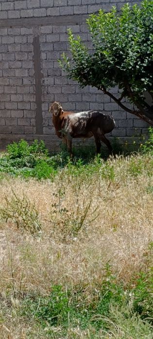 Arashan qoʻy 1 yosh boʻldi