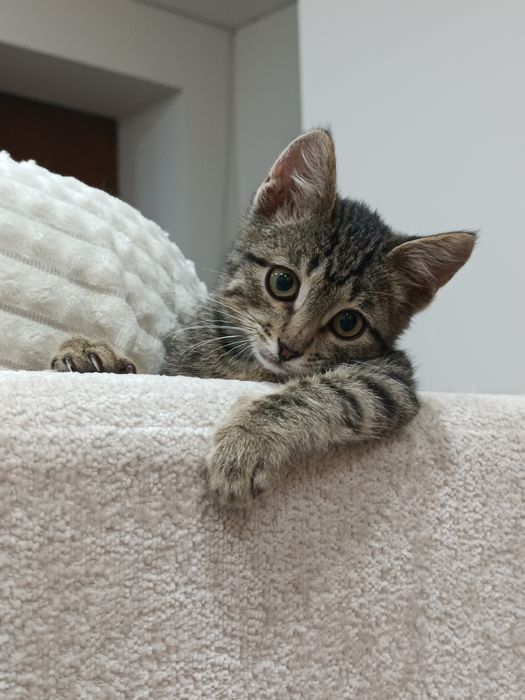 Отдам котенка в добрые руки!