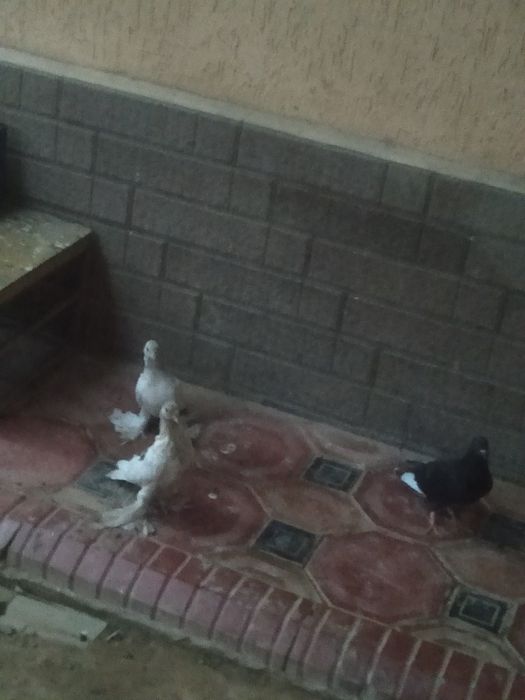 Продам голубей всех