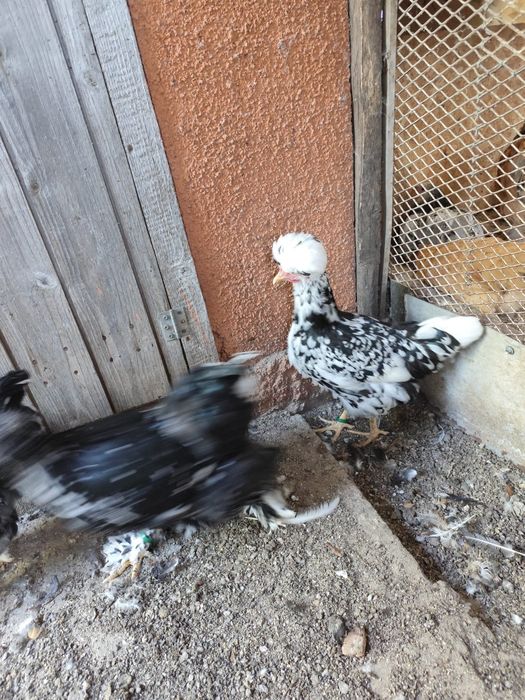 De vânzare, între 2 luni și 4 luni