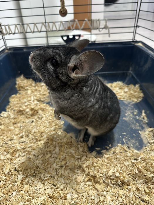 Vand Chinchilla + Cusca echipata