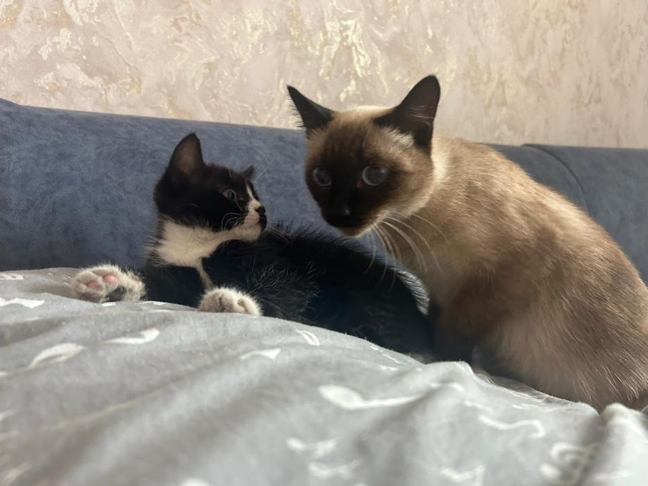 Котёнок мальчик  приучен к