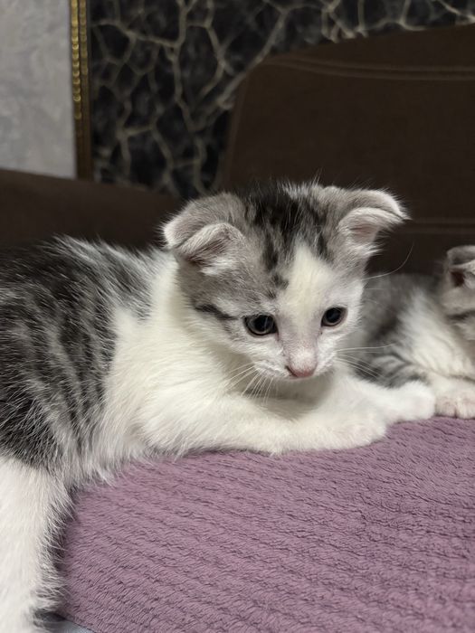 Отдам в добрые руки