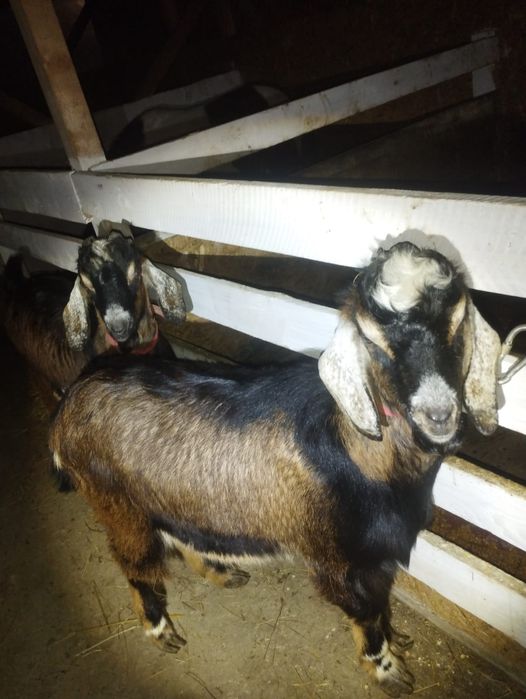 Vand IEZI Metis de Anglonubian de Prăsilă sau de sacrificat