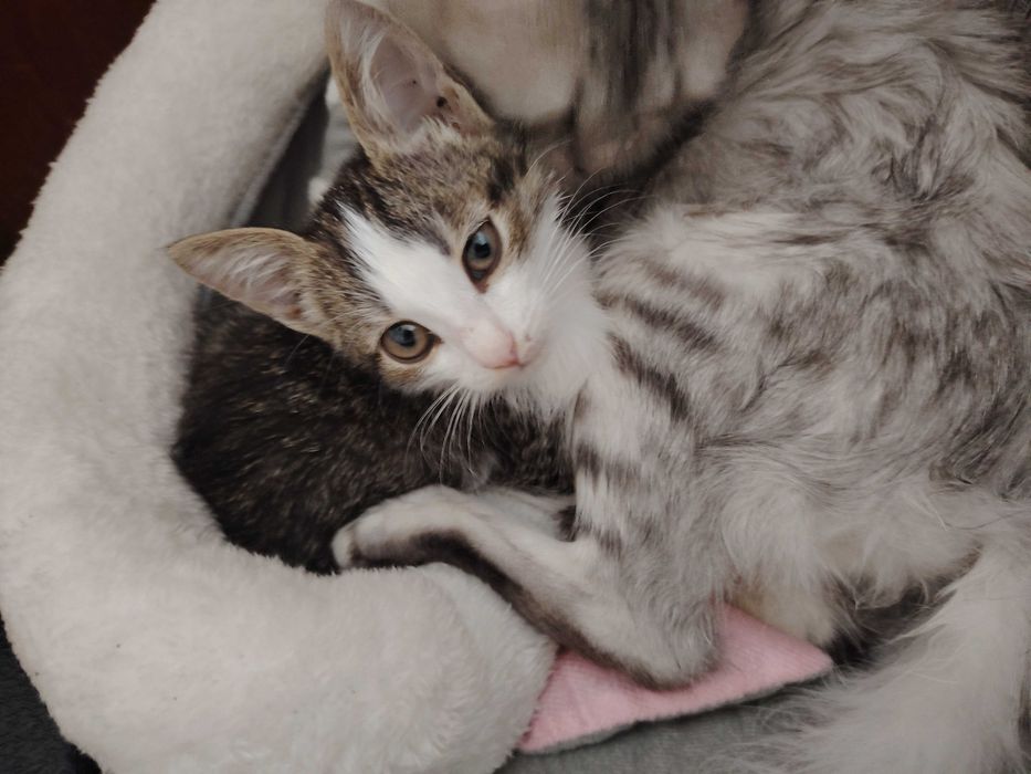 Отдам котёнка в добрые руки