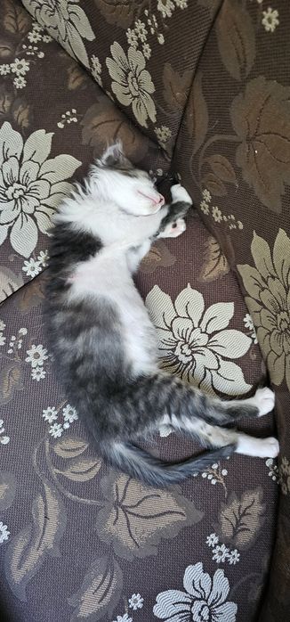 Подарявам котенце